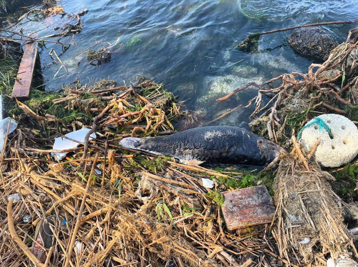 У 2022 року у Чорному морі через військову агресію РФ загинуло щонайменше 5 тис. дельфінів / фото прес-служба мерії Одеси У 2022 року у Чорному морі через військову агресію РФ загинуло щонайменше 5 тис. дельфінів / фото прес-служба мерії Одеси