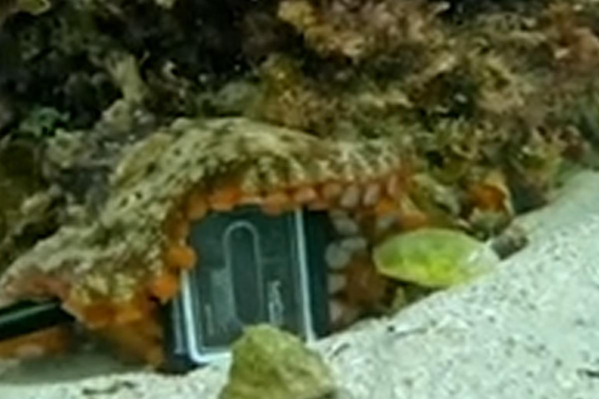 На південному сході Австралії восьминіг "зазіхнув" на камеру дайвера, сталася сутичка / скріншот На південному сході Австралії восьминіг "зазіхнув" на камеру дайвера, сталася сутичка / скріншот