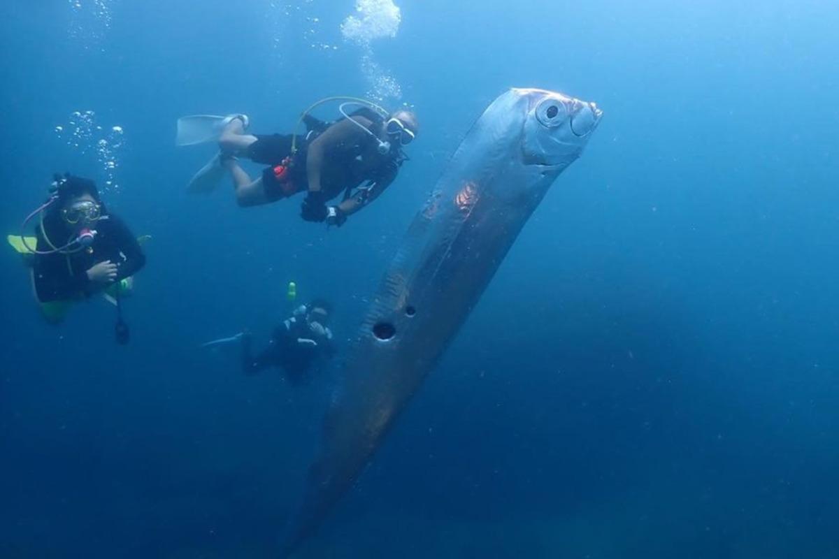 Біля Тайваню дайвери побачили рибу Судного дня / фото Instagram, chengruwang