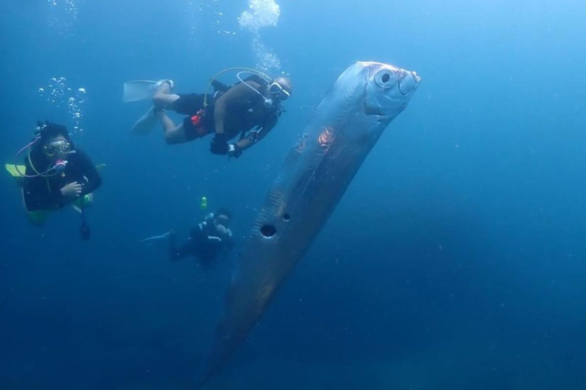 'Я никогда не видела подобного': в Мексике на берег вынесло редких 'рыб Судного дня' 'Я никогда не видела подобного': в Мексике на берег вынесло редких 'рыб Судного дня'