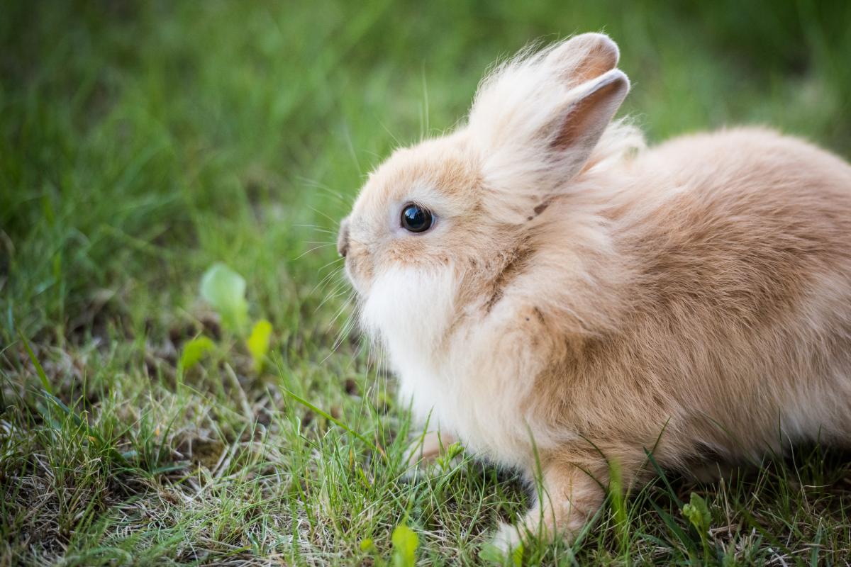 Кролики - одні з найпопулярніших домашніх улюбленців / фото ua.depositphotos.com