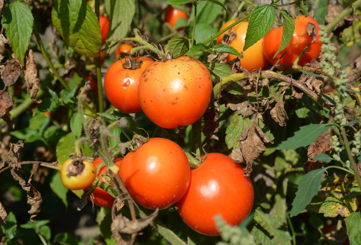 Справжній порятунок за копійки: лайфхак, чим обробляти томати від фітофтори