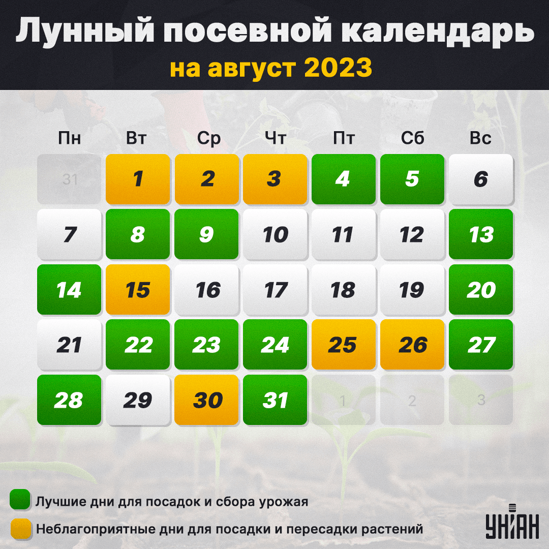 Лунный календарь на август 2023 года. Стрижка по лунному календарю на август 2023. Благоприятные дни для стрижки волос в августе. Благоприятные дни для стрижки в августе 2023.