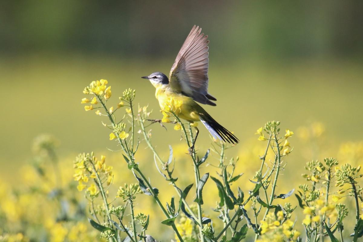 Что сегодня за праздник / фото nathalieburblis, Pixabay