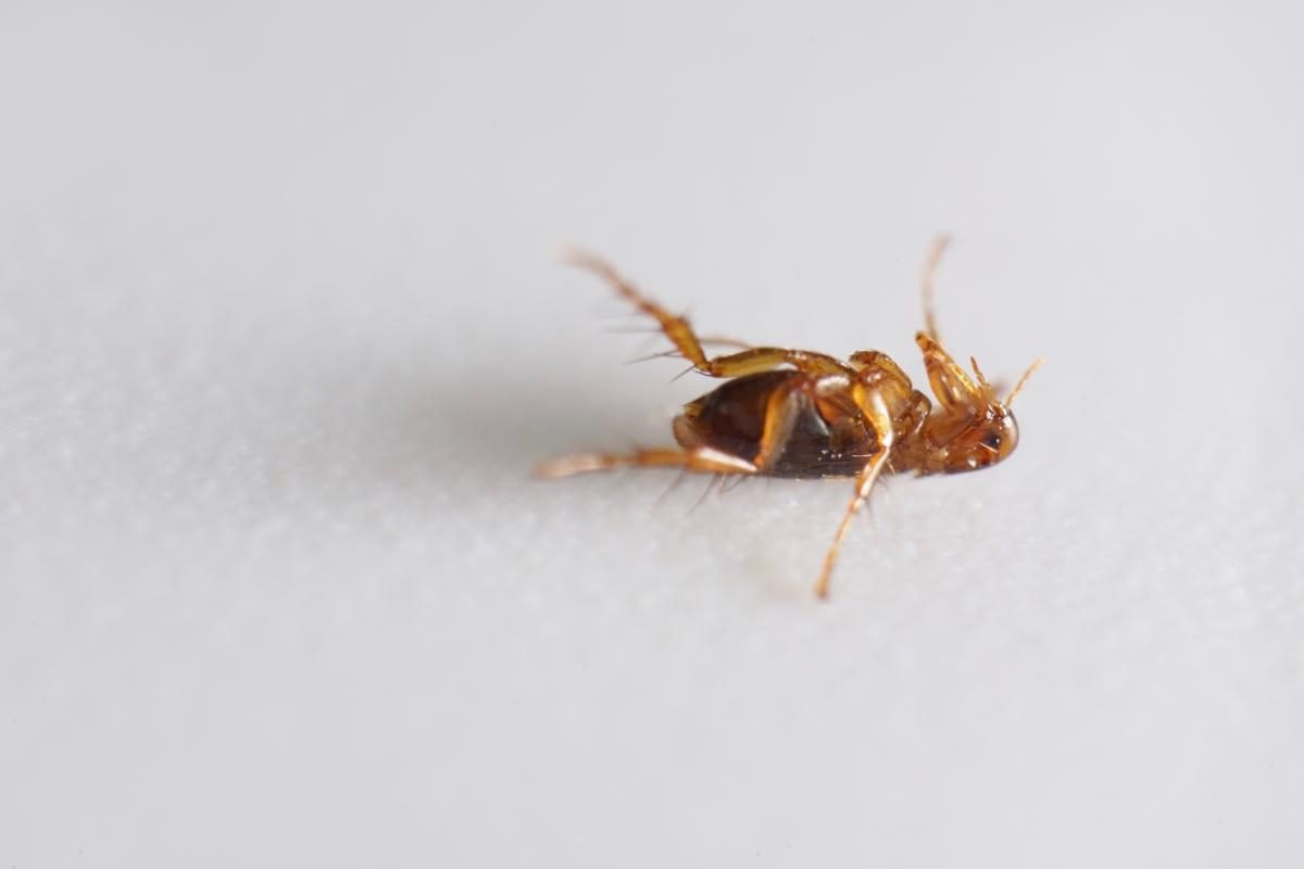 Маленькое насекомое ― большая проблема. Как избавиться от блох в квартире?