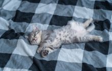 Можно ли спать с кошкой в кровати: вы даже не подозревали