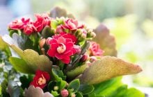 Каланхоэ будет цвести буйным цветом: как ухаживать за этим популярным растением