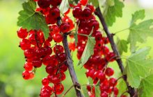 Урожай червоної смородини будете збирати відрами: дві копійчаних підгодівлі