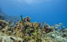 Коралові рифи Флориди зіткнулися з безпрецедентною загрозою: що відбувається