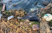 Після авіаудару по Зміїному на узбережжя викинуло мертвих дельфінів (фото)