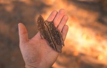 Помогает только это: чем убить личинку короеда и взрослых особей