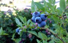 Названы три суперпродукта, улучшающих память и работу мозга после 40 лет
