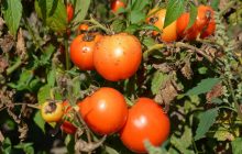 Забудете, що таке фітофтора на помідорах: народні засоби зі 100% результатом