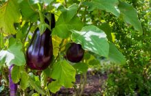 Ризикуєте позбутися врожаю: досвідчені дачники розповіли, як часто поливати баклажани