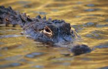 Чекав на автобус: вкрай небезпечну тварину помітили під час відпочинку на зупинці (фото)