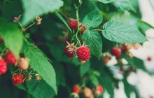 Цей метод використовують тільки розумні дачники: лайфхак, як і чим підв'язати малину