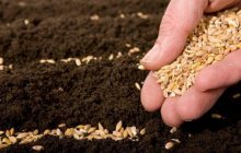 Аграрії очікують на електронні аграрні розписки для проведення осінньо-польових робіт