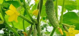 Ученые объяснили, почему огурец постоянно движется