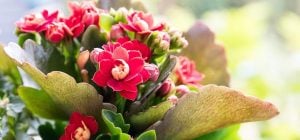 Каланхое цвістиме буйним цвітом: як доглядати за цією популярною рослиною