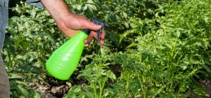 Як позбутися кліщів у саду: вчені назвали ефективний спосіб