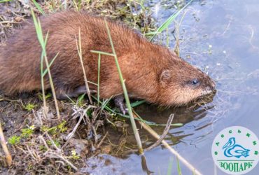 Врятовані після теракту: на Одещині випустили у природу вісім ондатр (фото)