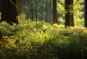 Наповнити болото: у Financial Times назвали спосіб, як не пустити Путіна в Європу