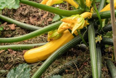 Як змусити кабачки плодоносити: методи боротьби з пустоцвітами
