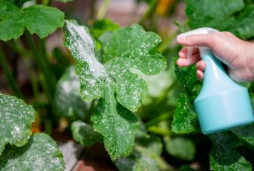 Кабачки будуть, як з виставки: ТОП-7 народних засобів від борошнистої роси