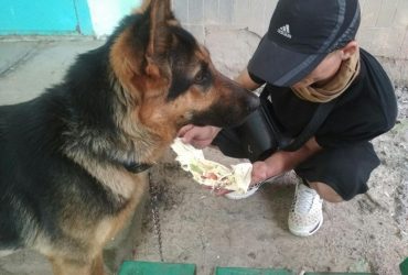 Предел человечности. Овчарка без намордника - повод для отказа в эвакуации