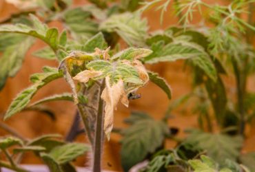 4 главные причины скручивания листьев томатов: садовод дал советы для борьбы с напастью