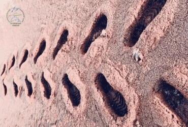 Рубіновий банкет: на Одещині зафіксували незвичайне явище (фото)