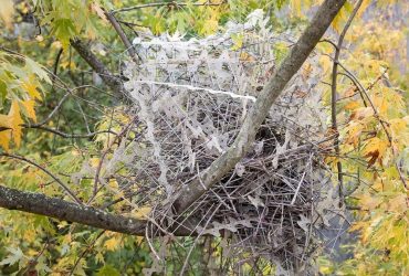 Птицы научились строить гнезда с помощью антиптичьих шипов