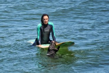 У Каліфорнії морська видра відбирає у туристів дошки для серфінгу і плаває на них (відео)