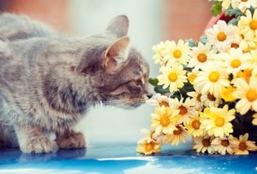 Ці кімнатні квіти для котів - смертельна отрута: список небезпечних рослин