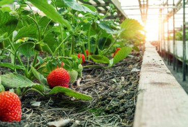 Встигніть до кінця жовтня: чим можна підгодувати полуницю восени