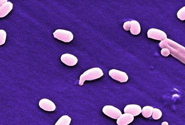 В РФ разгуливали пациенты с сибирской язвой: инфицированные сбежали из больницы