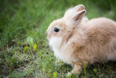 У екопарку під Харковом масово отруїли тварин (відео)