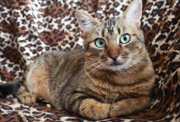 Як визначити стать кота або кішки за мордою: 3 підказки від ветеринара