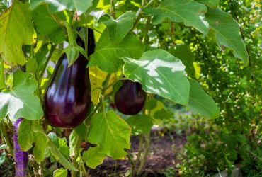 Рискуете лишиться урожая: опытные дачники рассказали, как часто поливать баклажаны