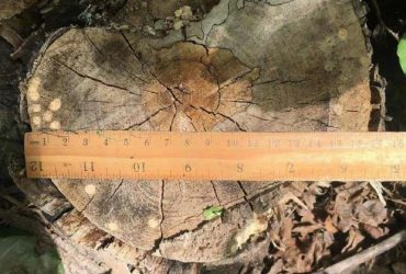 Заповедный лес в Одесской области дерзко истребляют: вырублена сотня деревьев (фото)