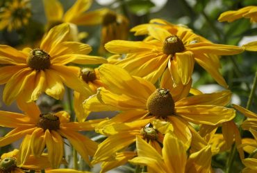 На вихідних погода в Україні зміниться (карта)