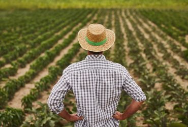 Бабуся порадила зробити це добриво зі старого хліба: результат вразив