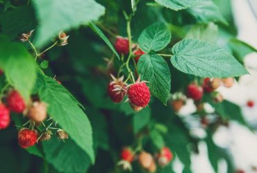 Этот метод используют только умные дачники: лайфхак, как и чем подвязать малину