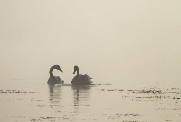 Погода на вихідні: синоптик розказав, де ще будуть морози та тумани