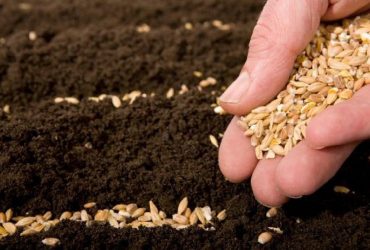 Аграрии ожидают электронные аграрные расписки для проведения осенне-полевых работ