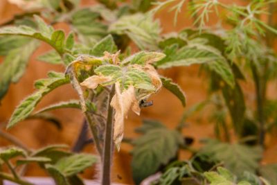 Чому жовтіють листя помідорів: причини та шляхи вирішення проблеми