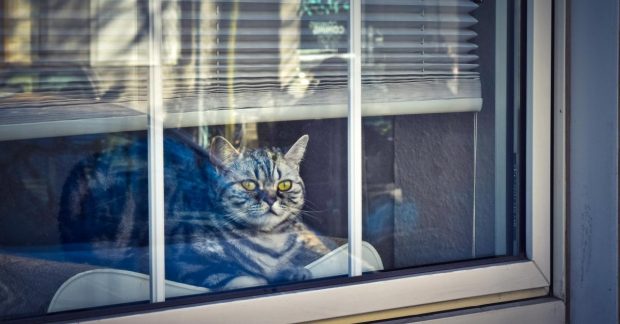 Как самостоятельно установить москитную сетку на пластиковое окно ...