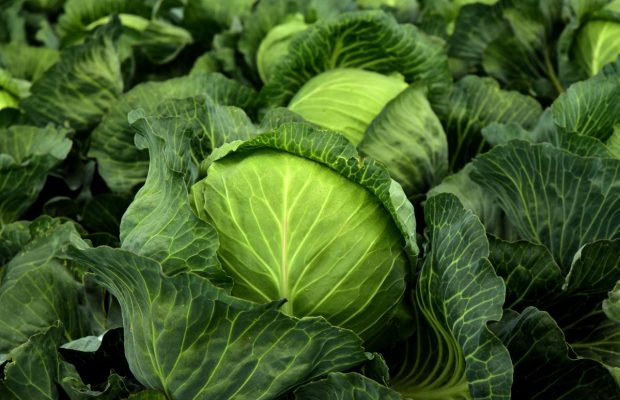 Не тим ви її поливаєте: чому у капусти не зав'язуються качани і що з цим робити