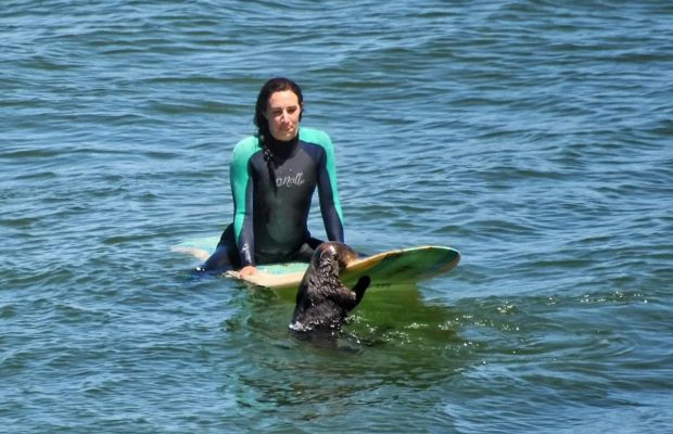 У Каліфорнії морська видра відбирає у туристів дошки для серфінгу і плаває на них (відео)
