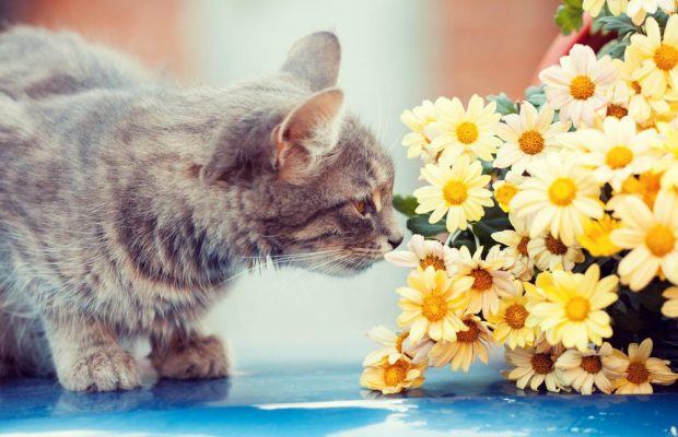 Эти комнатные цветы для кошек - смертельный яд: список опасных растений
